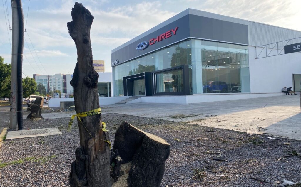 empresa-automotriz-tala-arboles-puebla-1024x637.jpg
