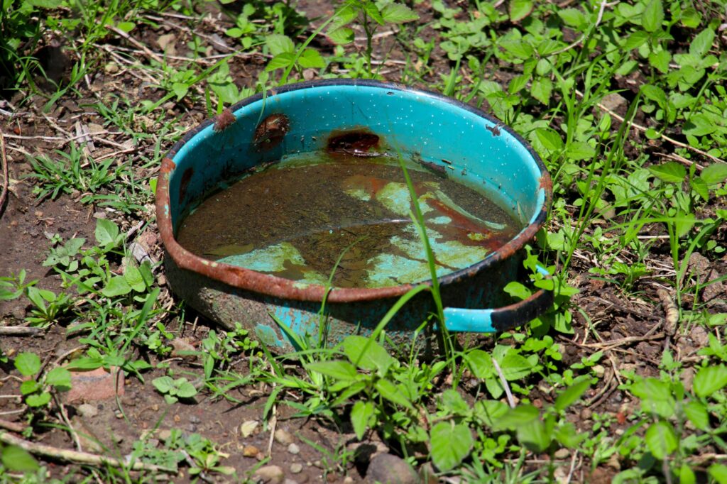 dengue1-1024x682.jpeg