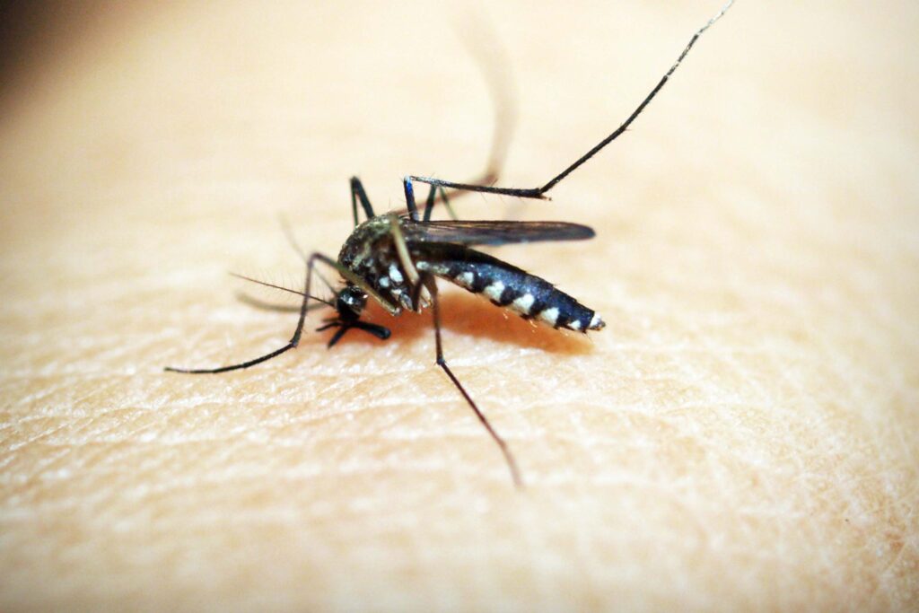 IMG_6371_1 IMG_6371_1