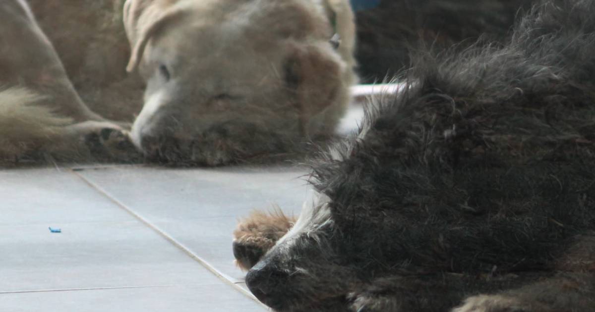 Proyecto nuevo (6) Proyecto nuevo (6)