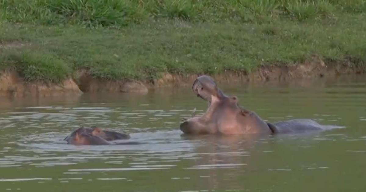 Hipopótamos Pablo Escobar Hipopótamos Pablo Escobar