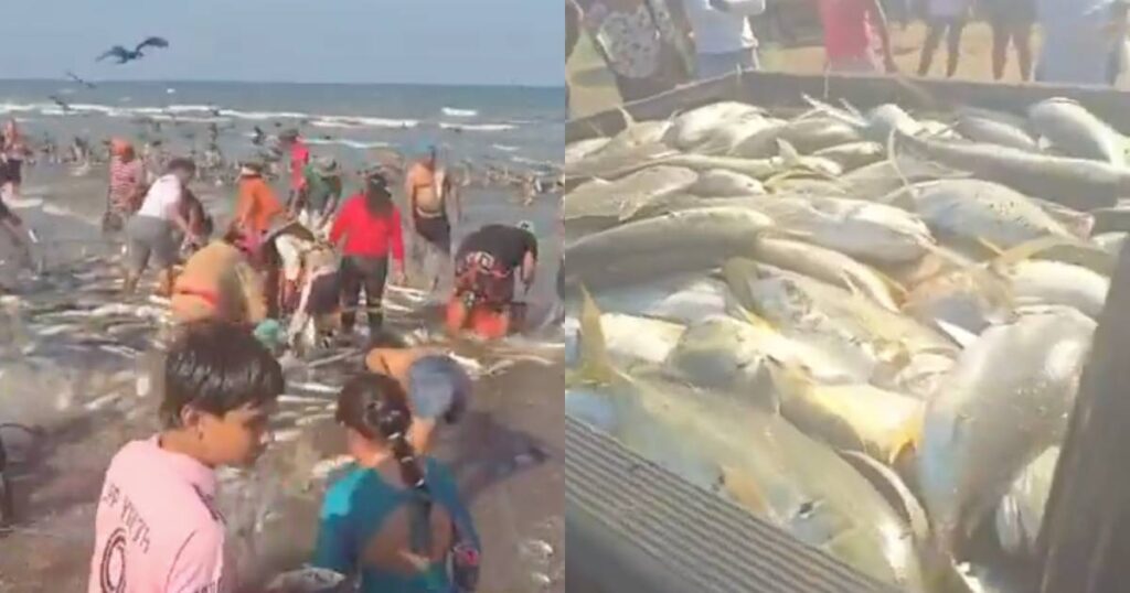VIDEO: gobernadora de Veracruz celebra pesca de jurel mientras playas siguen contaminadas