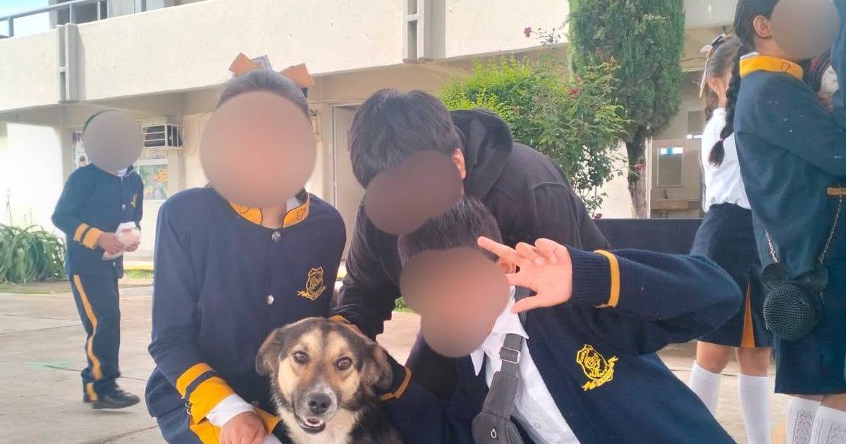 mascotas 2
