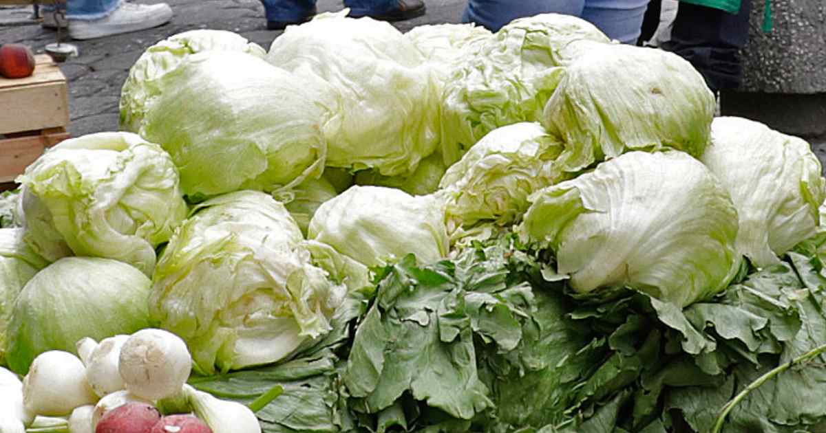 Lechuga