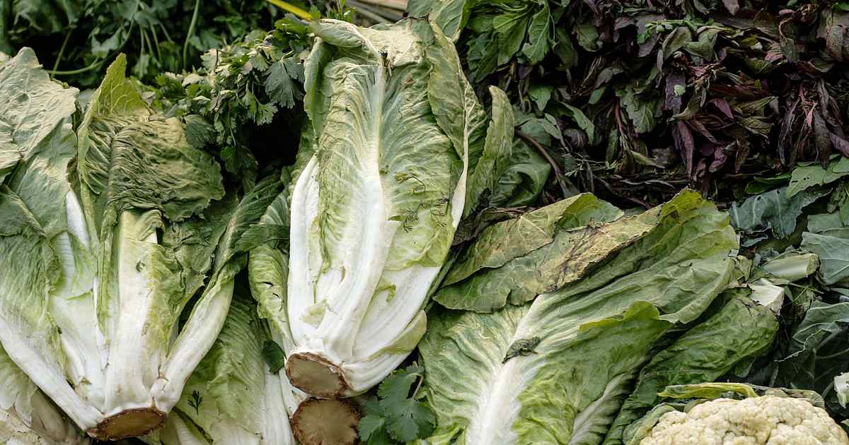 Lechuga Lechuga