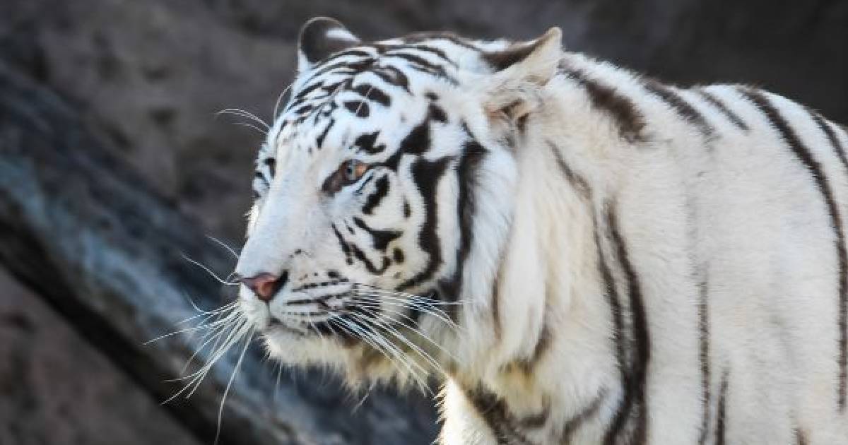 Tigre Tigre