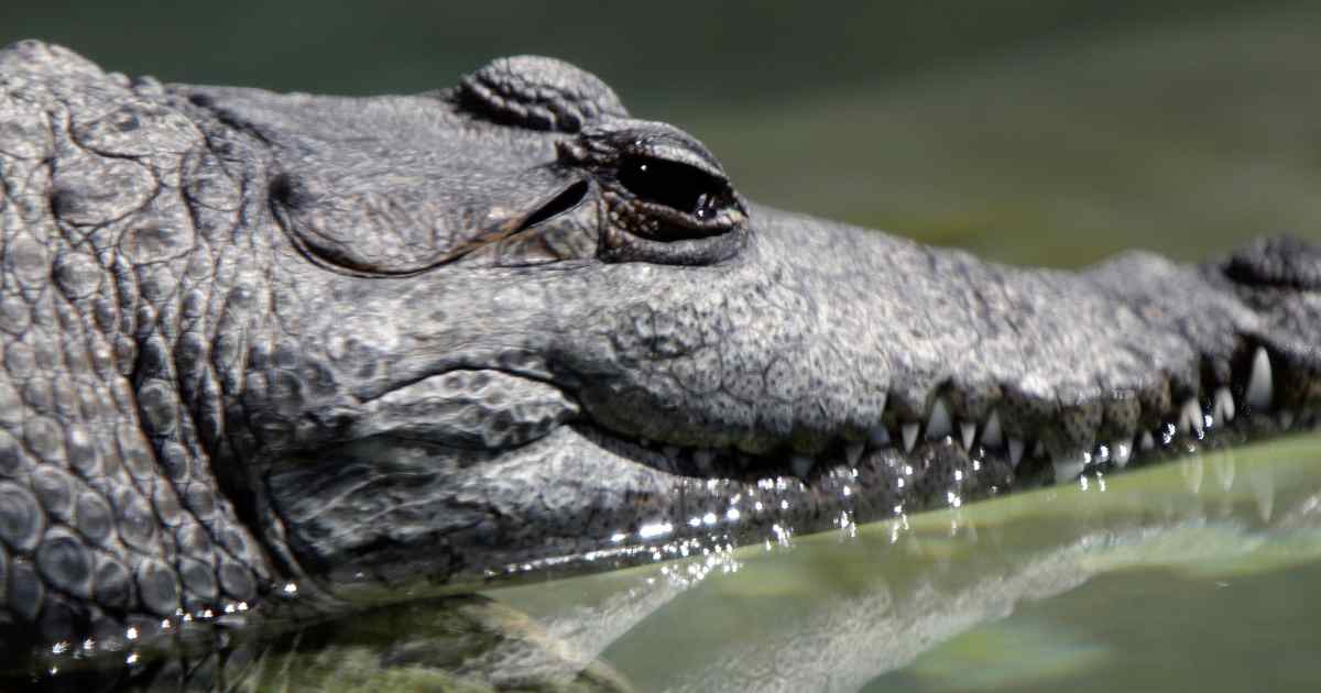 Cocodrilo Cocodrilo