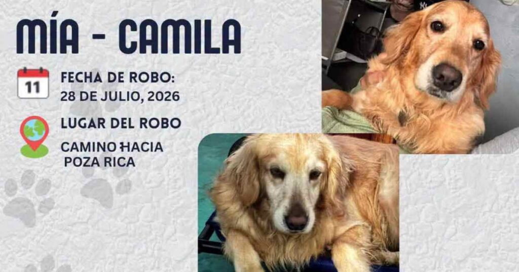 Roban a dos perritas tras violento asalto en la México-Tuxpan