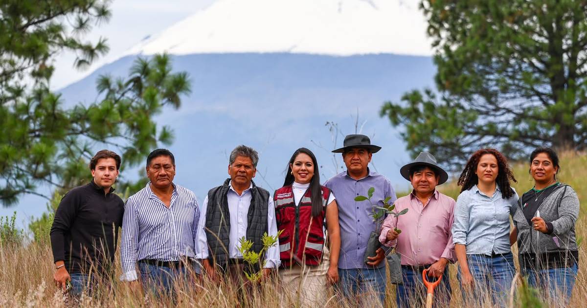 fernandez reforestacion