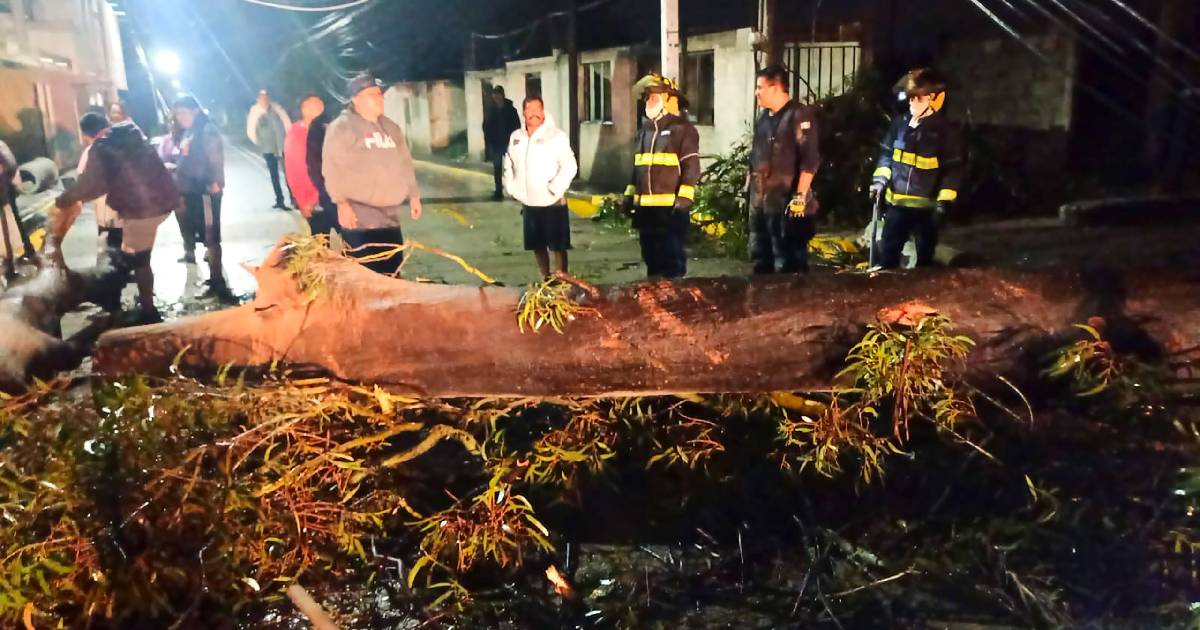 arbol cae