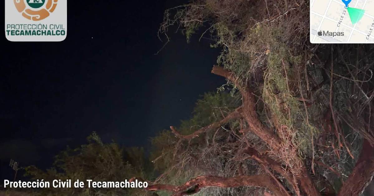 arbol.jpg